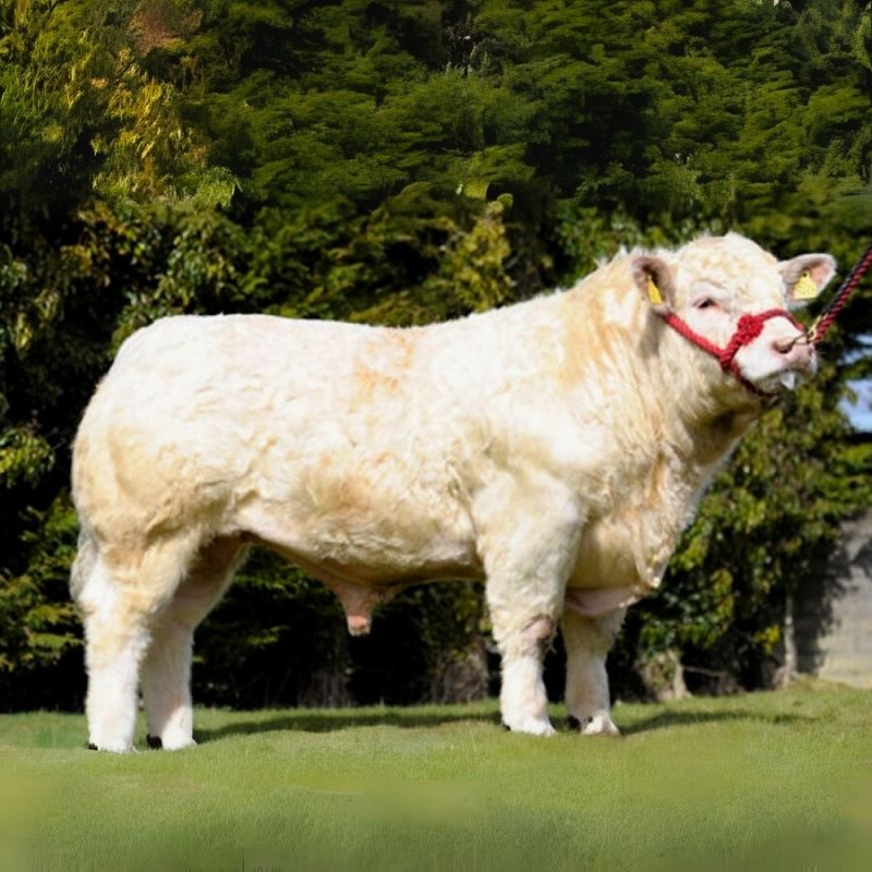 Charolais Besilik