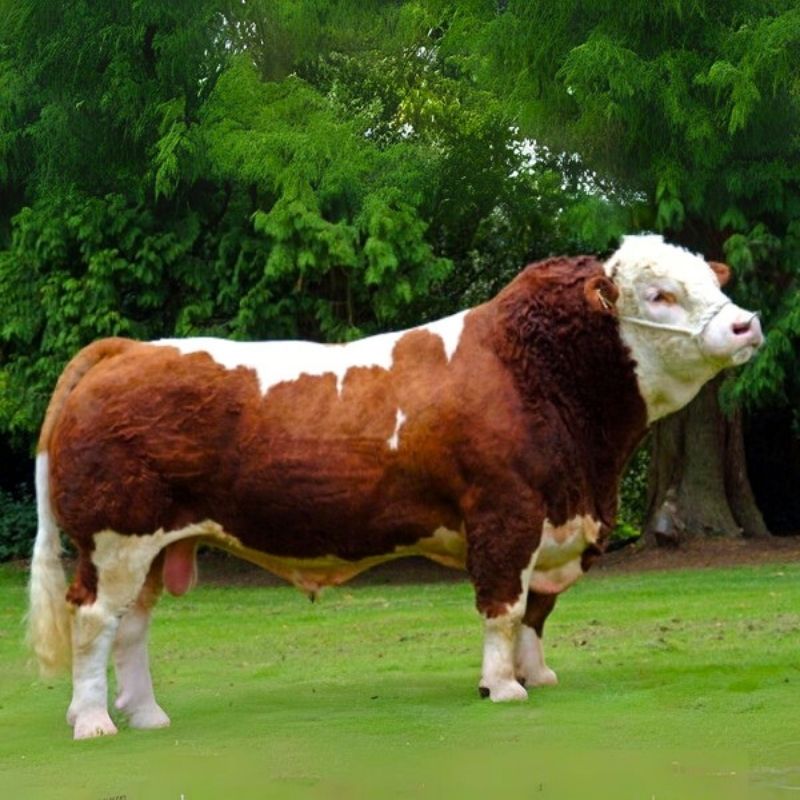 Simmental Besilik