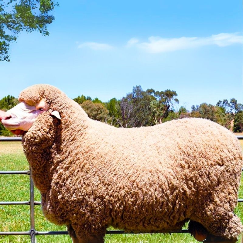 Merinos