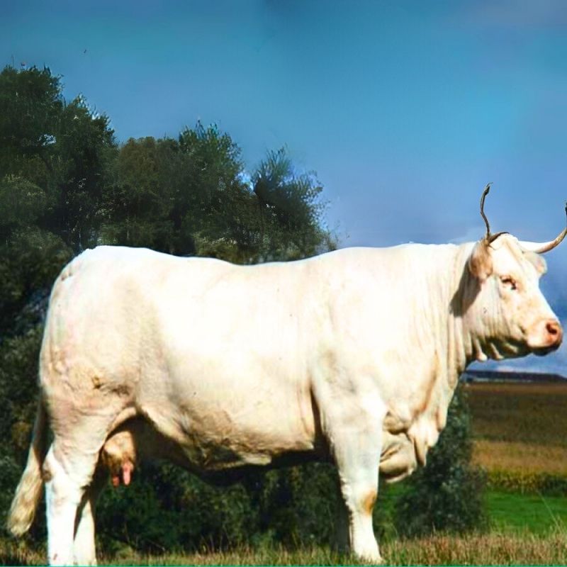 Charolais - Sarole