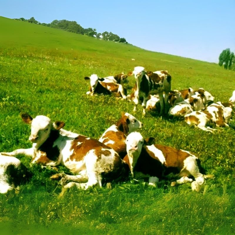 Simmental Boş Damızlık