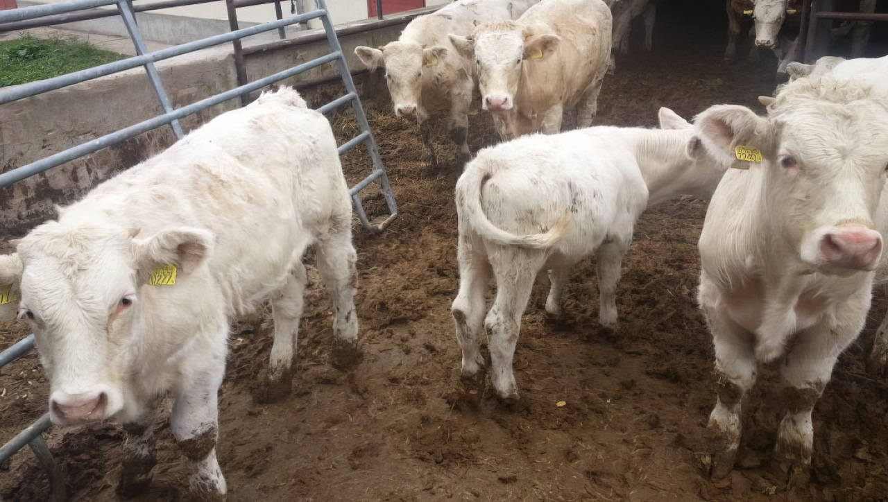 Besilik danalar irlanda dan,