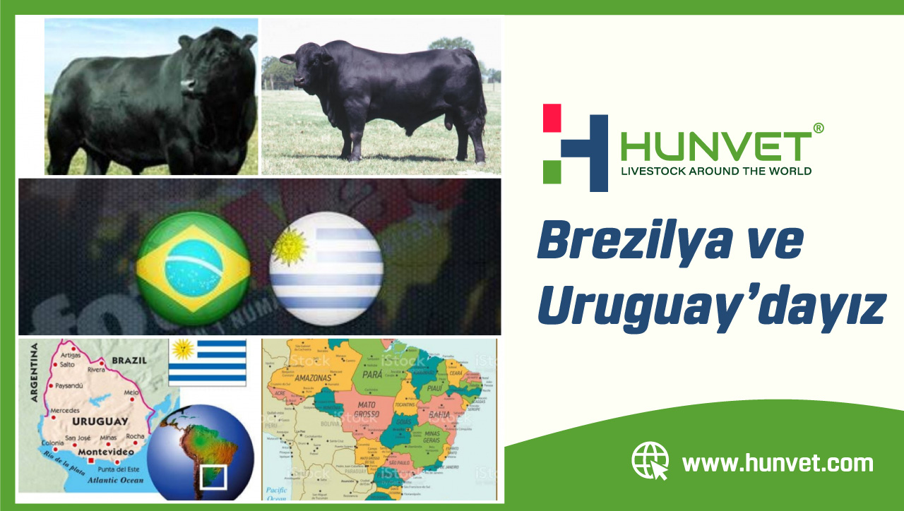 Brezilya ve Uruguay'da da varız!