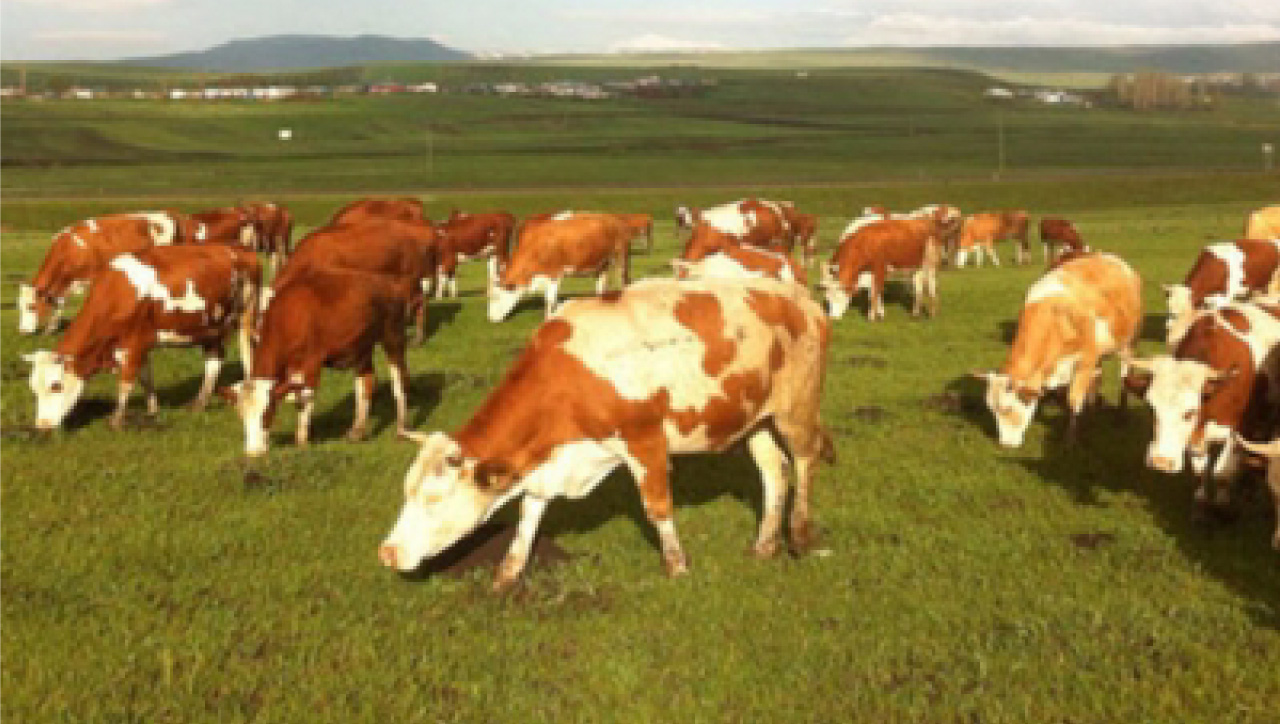 Çek'ten besilikler, yine en kalitelisi