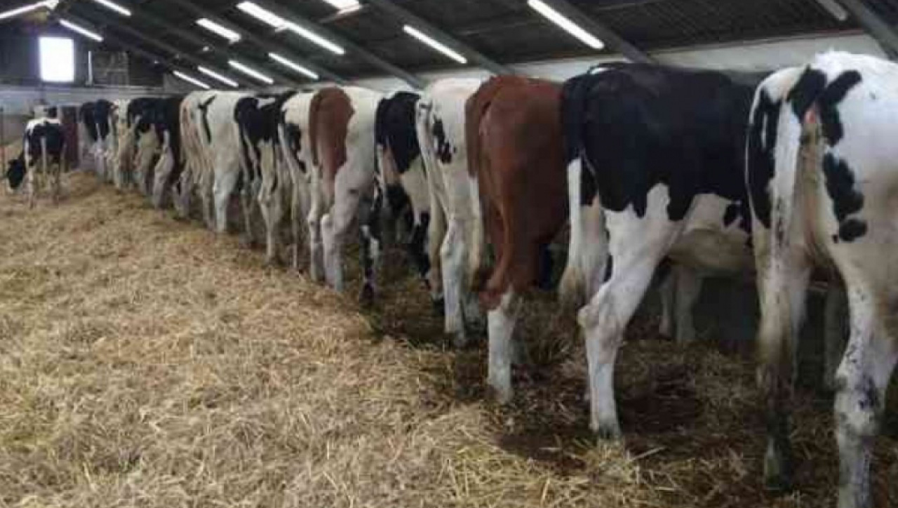 Hollanda'dan Holstein düveler Ankara'ya Teslim Edildi...