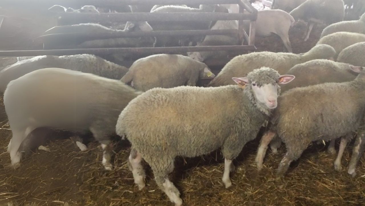 İle De France Koyunları Teslim Ettik