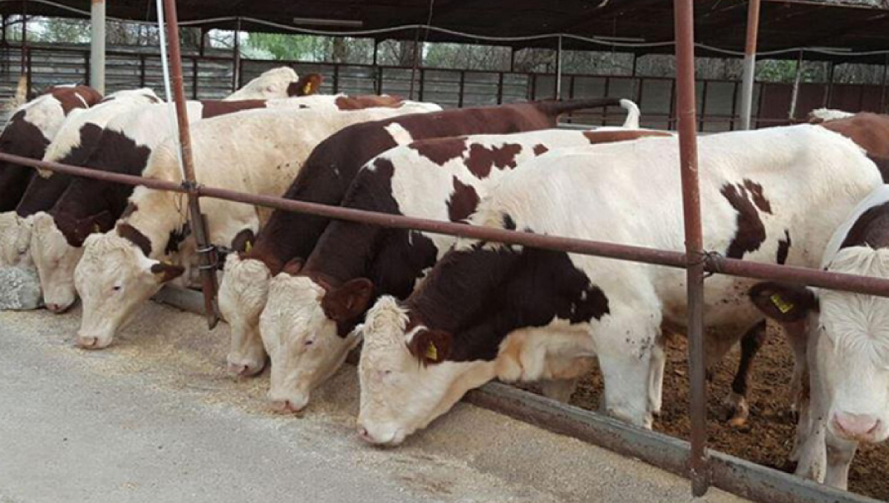 Konya Akşehir'e Simental