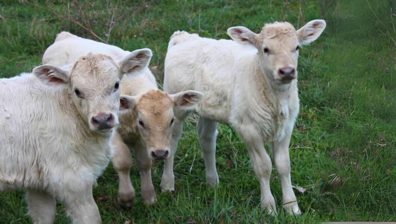 Litvanya'dan Buzağılar Türkiye'de